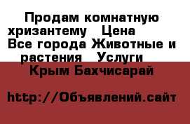 Продам комнатную хризантему › Цена ­ 250 - Все города Животные и растения » Услуги   . Крым,Бахчисарай